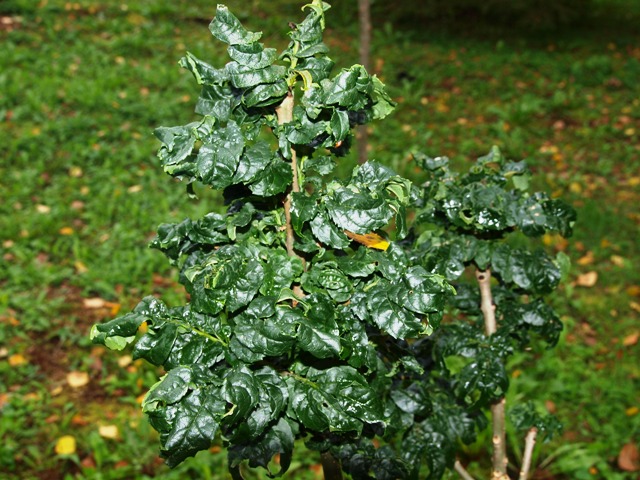 Fraxinus excelsior 'Crispa'