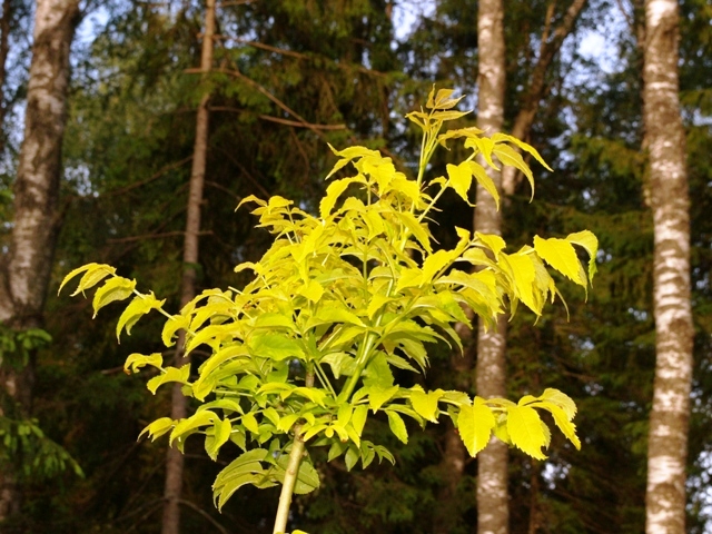 Fraxinus excelsior 'Foliis Aureis'