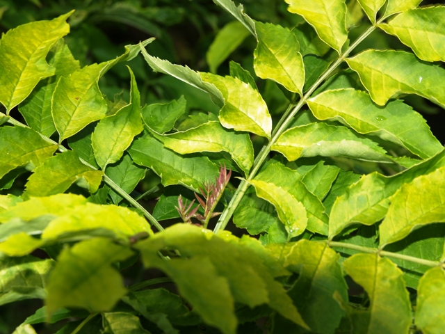 Fraxinus excelsior 'Foliis Aureis'