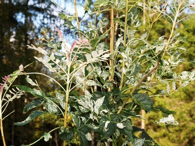 Fraxinus excelsior 'Variegata'