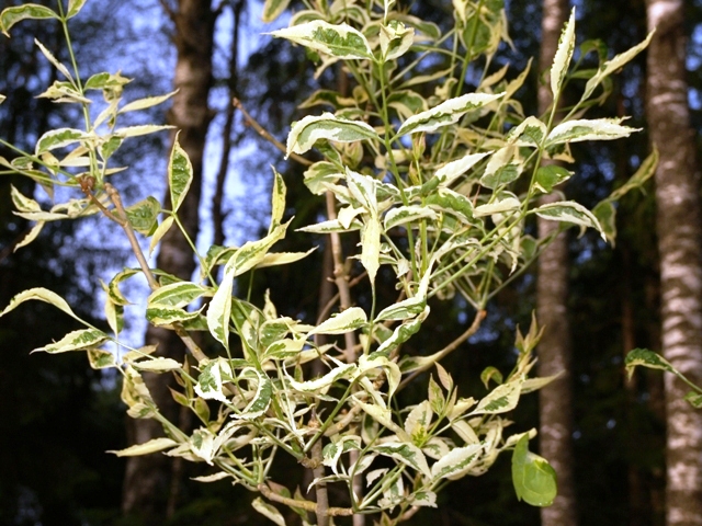 Fraxinus pennsylvanica 'Argenteomarginata'