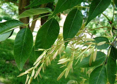 Fraxinus americana 