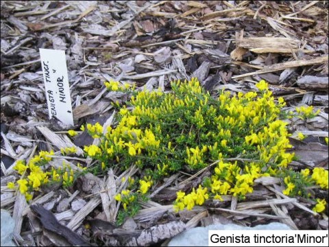 Genista tinctoria 'Minor'