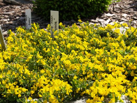 Genista tinctoria 'Minor'