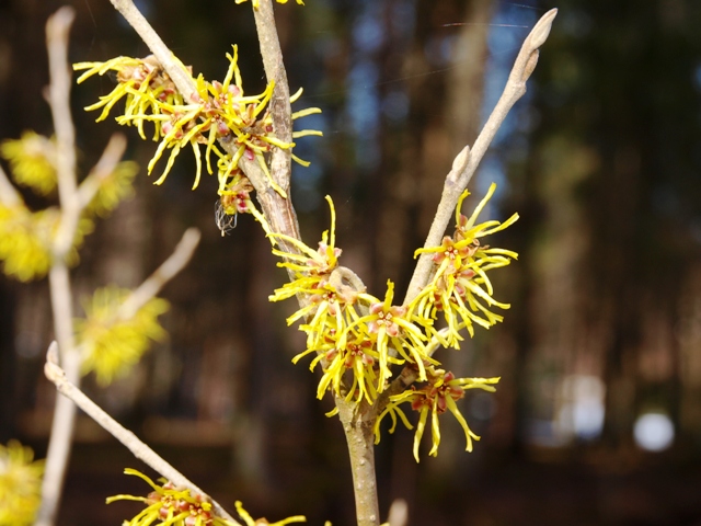 Hamamelis x intermedia 'Westerstede'