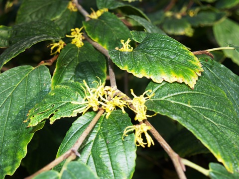 Hamamelis virginiana 