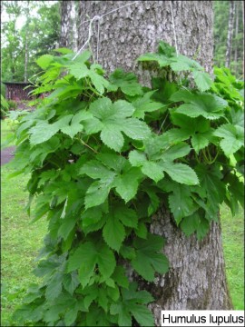 Humulus lupulus 