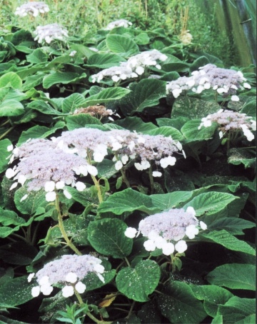 Hydrangea aspera 'Macrophylla'