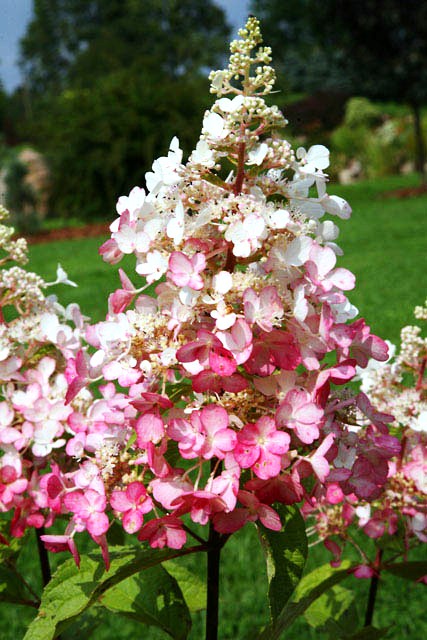 Hydrangea paniculata 'Pinky Winky®'