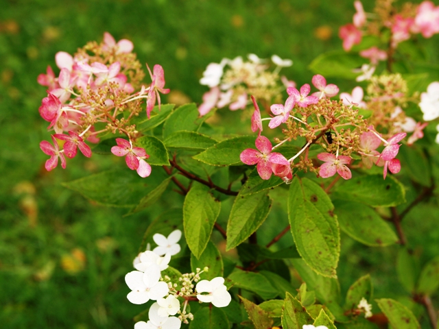 Hydrangea paniculata 'Unique'