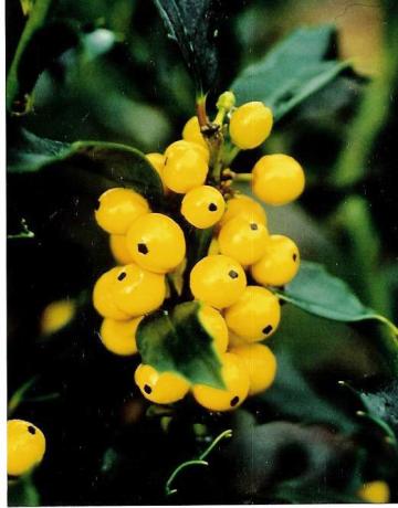 Ilex x meserveae 'Golden Girl®'