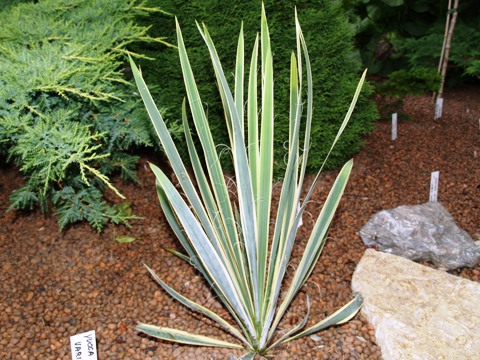 Yucca filamentosa 'Variegata'