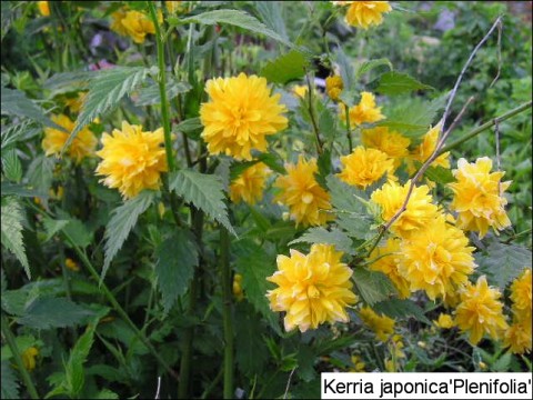 Kerria japonica 'Pleniflora'