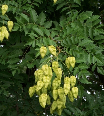 Koelreuteria paniculata 