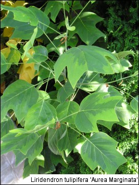 Liriodendron tulipifera 'Aureomarginatum'