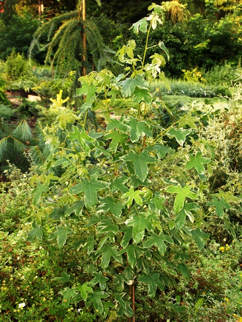 Liquidambar styraciflua 'Silver King'