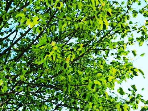 Liriodendron tulipifera 'Aureomarginatum'