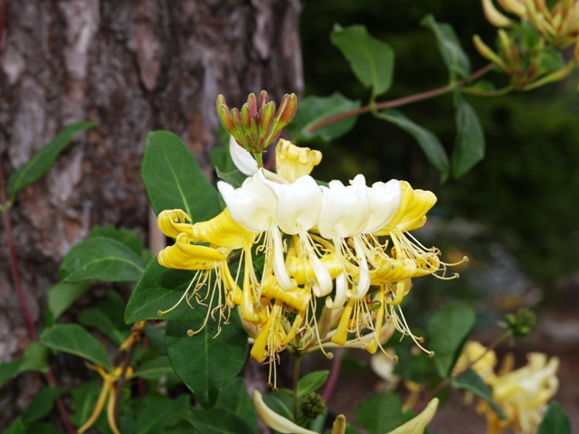 Lonicera periclymenum 'Graham Thomas'