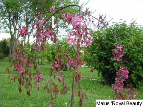 Malus hyb. 'Royal Beauty'