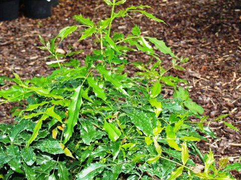 Mahonia aquifolium 'Donewell'
