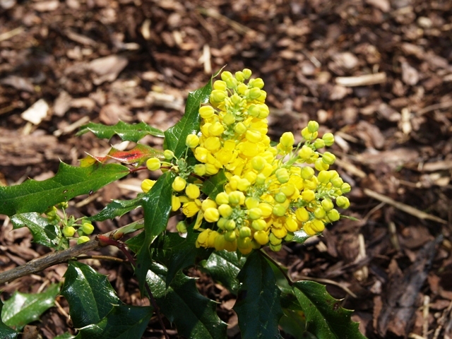 Mahonia aquifolium 'Donewell'