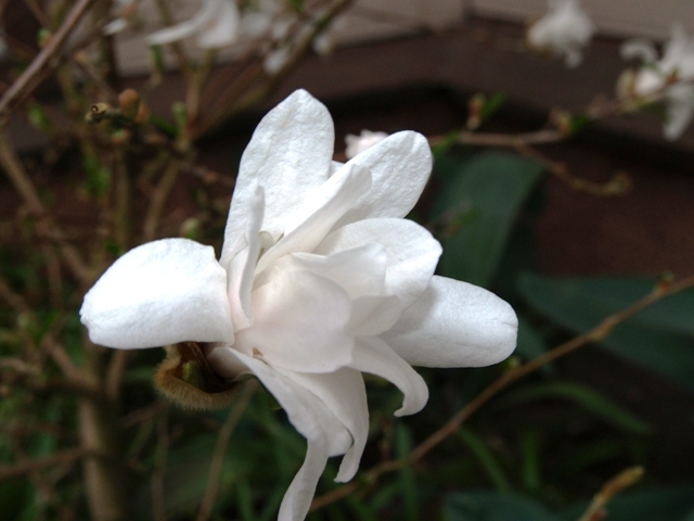 Magnolia hyb. 'Betty'