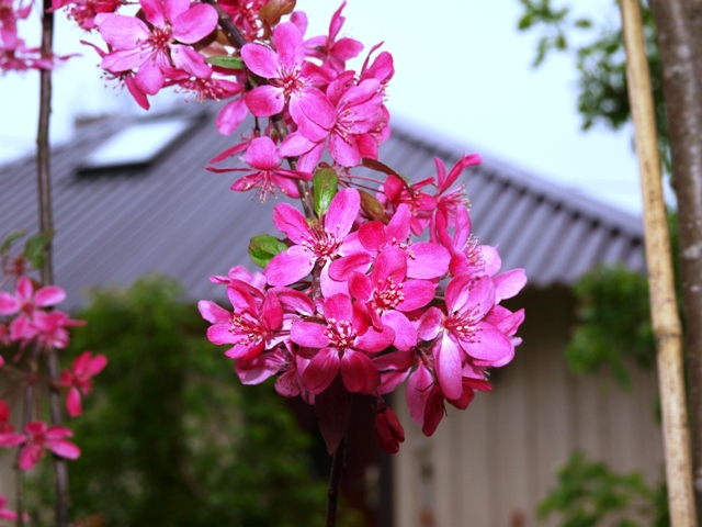 Malus hyb. 'Royal Beauty'