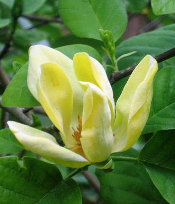 Magnolia acuminata 