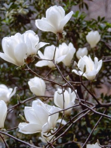 Magnolia denudata 