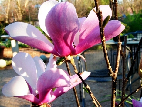 Magnolia hyb. 'Jane'