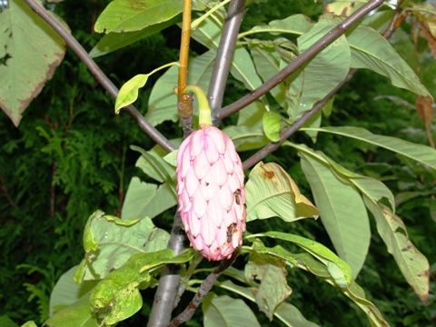 Magnolia tripetala 