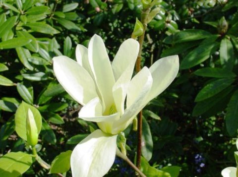 Magnolia hyb. 'Yellow River'