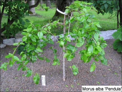 Morus alba 'Pendula'