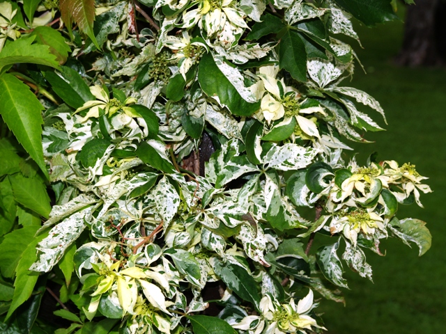 Parthenocissus quinquefolia 'Star Showers'