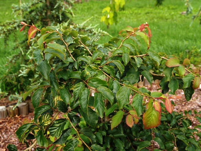 Parrotia persica 
