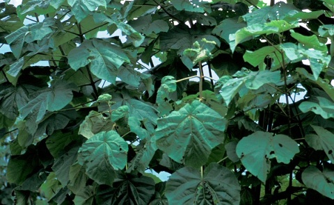 Paulownia tomentosa 