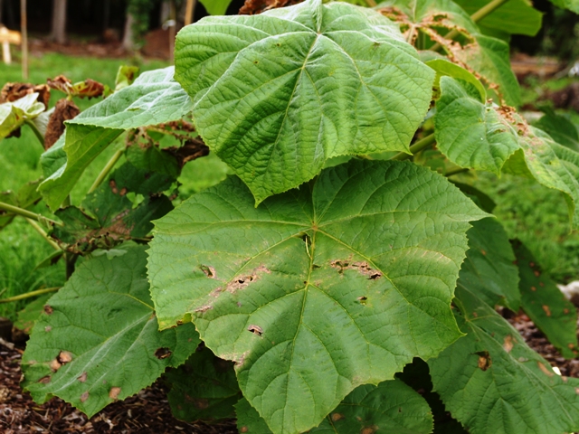 Paulownia tomentosa 