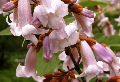 Paulownia tomentosa 