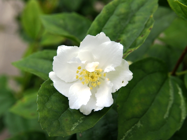 Philadelphus hybrida 'Mont Blanc'