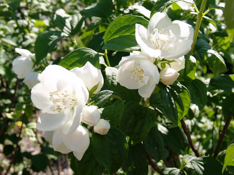 Philadelphus coronarius 'Plena'