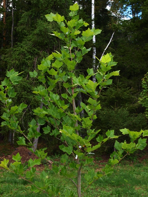 Platanus x hispanica(P. x acerifolia) 