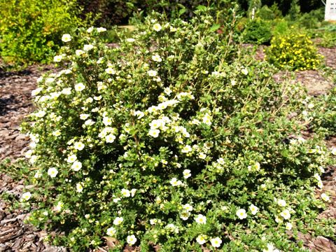Potentilla fruticosa 'Primrose Beauty'