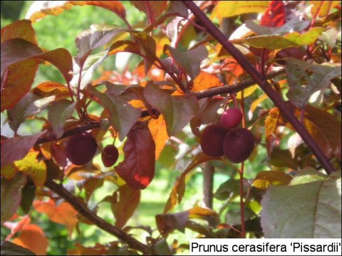 Prunus cerasifera 'Pissardii'