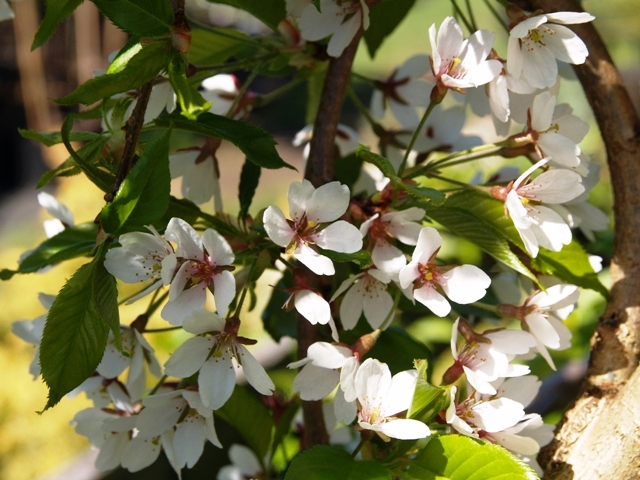 Prunus avium 'Pendula'