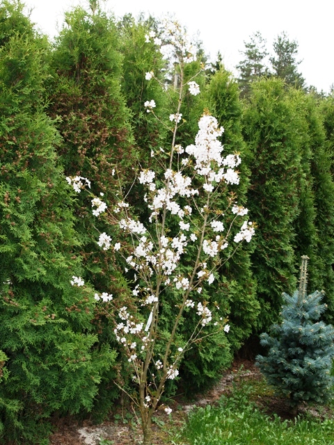 Prunus hybrida 'Pandora'