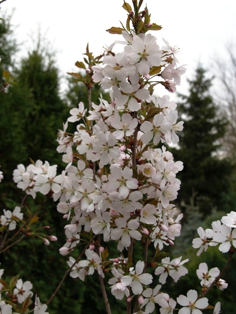 Prunus hybrida 'Pandora'