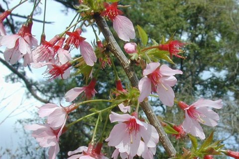 Prunus hybrida 'Okame'