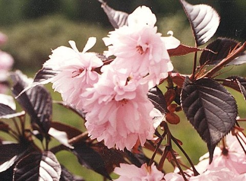 Prunus serrulata 'Royal Burgundy'