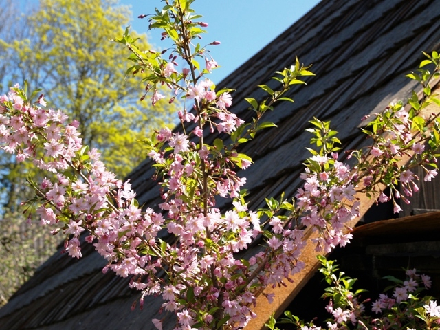 Prunus subhirtella 'Fukubana'