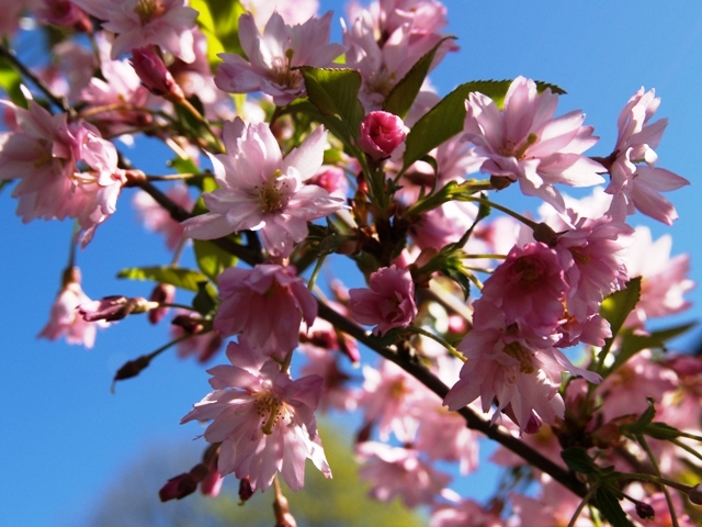 Prunus subhirtella 'Fukubana'